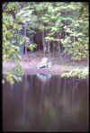 Lake.jpg (93729 bytes)