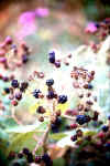 MOLECULAR BERRIES.jpg (60623 bytes)
