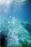 Bubbles.jpg (48561 bytes)