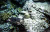 Turtle.jpg (73778 bytes)